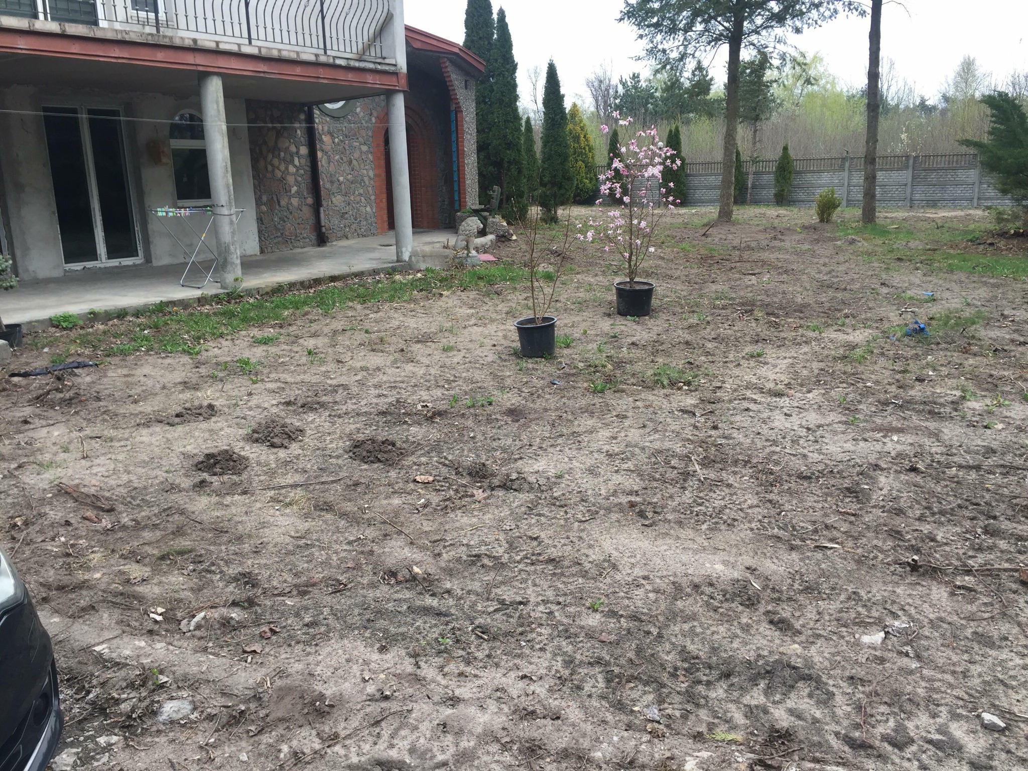 Przygotowany teren pod nasadzenia drzewek w donicach, widok z perspektywy ogrodu na dom z balkonem i kamienną elewacją. Ślady po wykopanych dołkach.