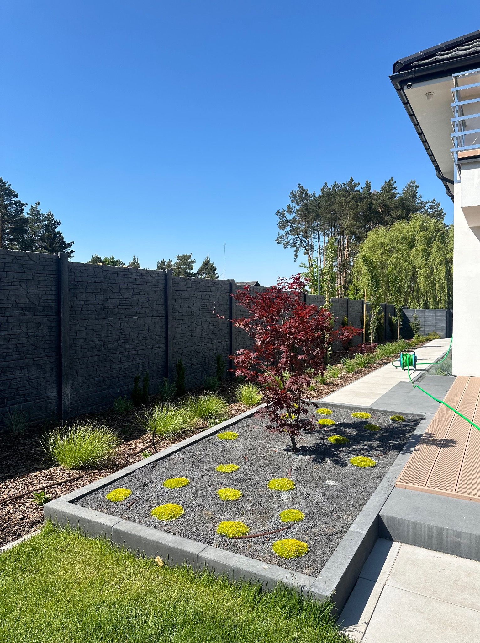 Nowoczesny ogród z czerwonym klonem palmowym, szarą korą, żółtymi akcentami roślinnymi i betonowym ogrodzeniem w tle, w słoneczny dzień.