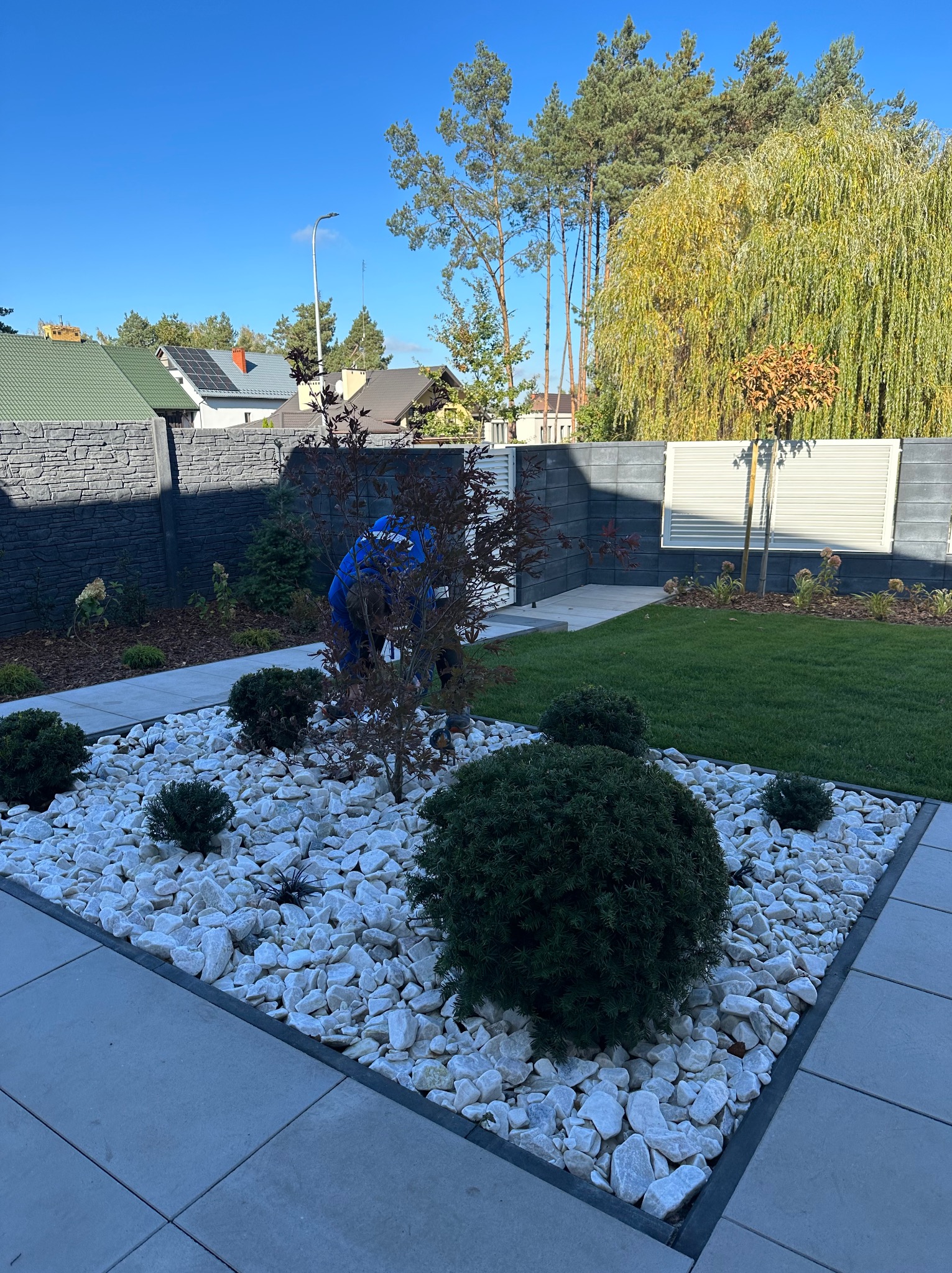 Pracownik w niebieskim kombinezonie sadzi małe drzewko w ogrodzie z białymi kamieniami, na tle zielonego trawnika i ozdobnego ogrodzenia.