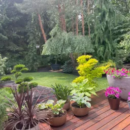 Ogród w stylu japońskim z różnorodnymi roślinami w donicach na drewnianym tarasie, w tle trawnik z drzewami iglastymi i liściastymi, z widocznym systemem nawadniania.