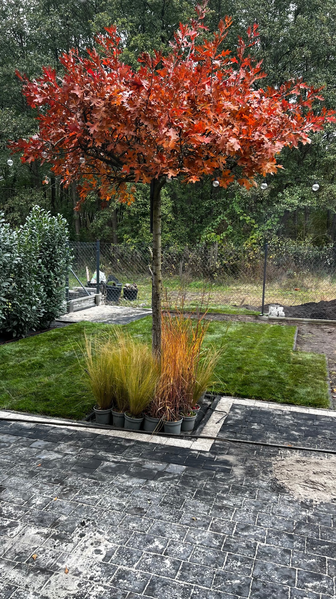 Jesienny ogród z czerwonym drzewem, ozdobnymi trawami w donicach i świeżo ułożoną kostką brukową. Widoczne elementy systemu nawadniania.