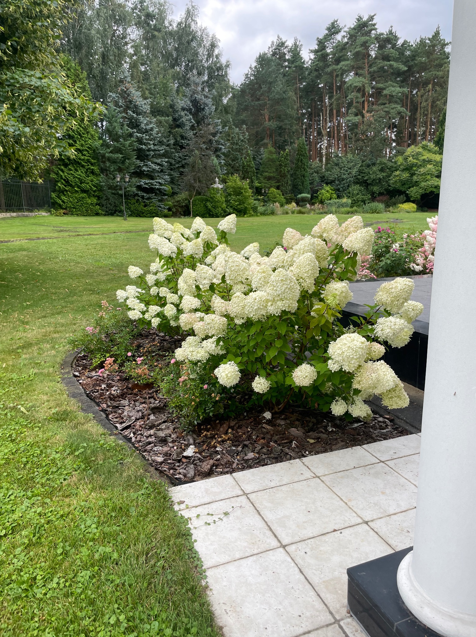 Kwitnący krzew hortensji bukietowej 'Limelight' w ogrodzie, obok kolumny werandy. Kora jako ściółka, trawnik i drzewa w tle. Ujęcie z bliska, podkreślające detale kwiatostanów.