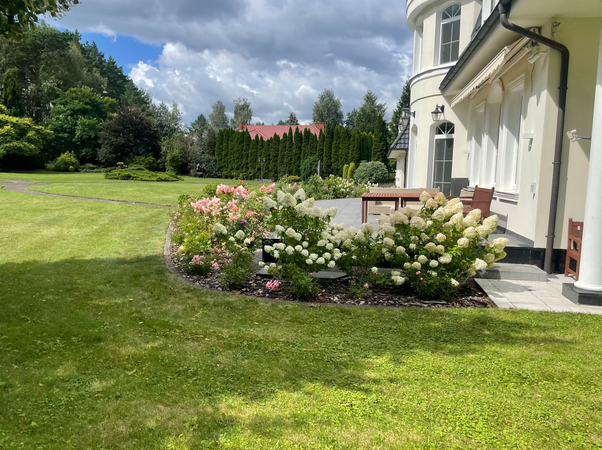 Kwitnące hortensje w ogrodzie przy domu z białymi kolumnami. Starannie utrzymany trawnik i równo przycięte tuje w tle. Sielski krajobraz.