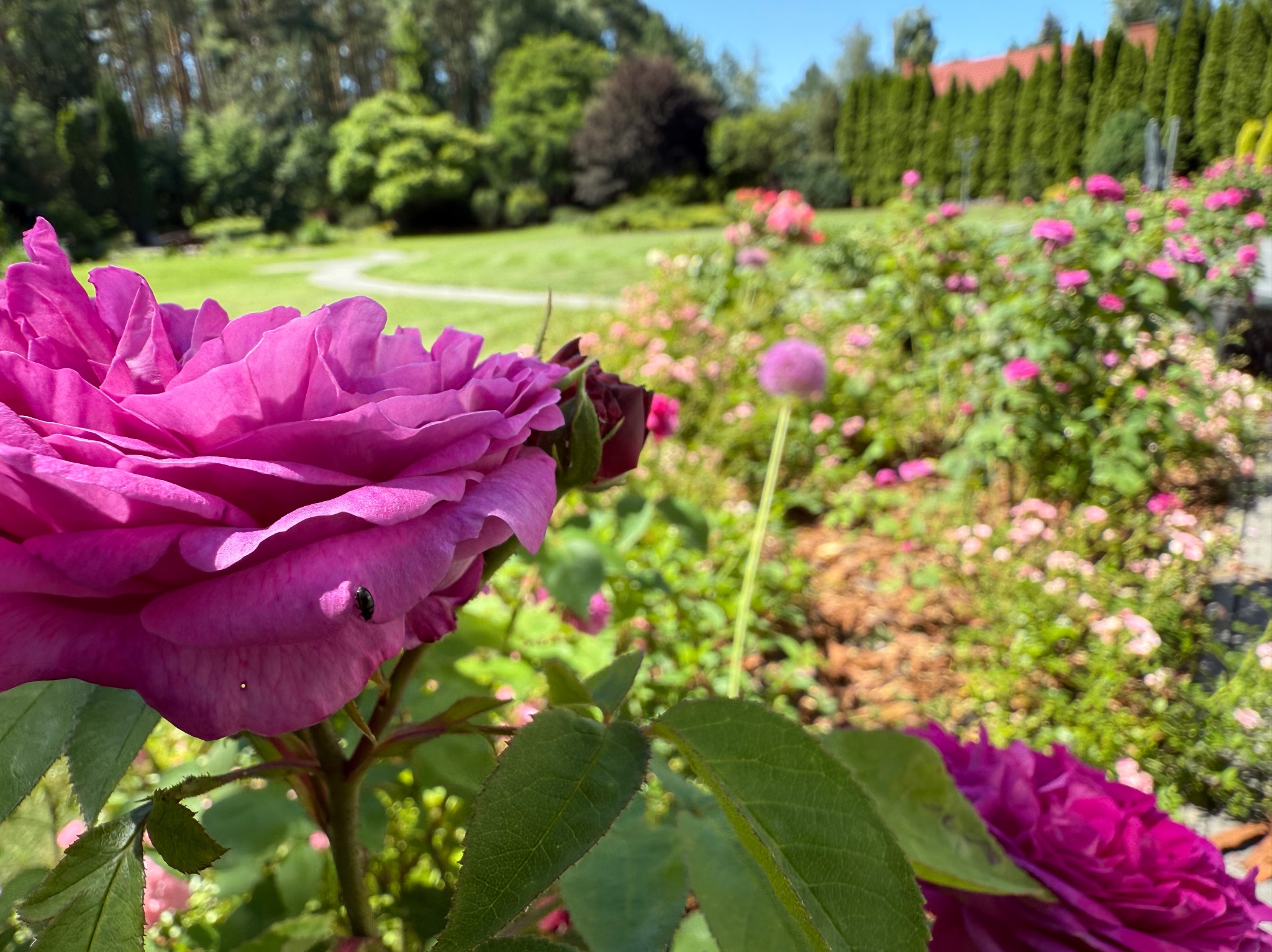 Różowa róża w pełnym rozkwicie z małym owadem na płatku, na tle zielonego ogrodu z krętą ścieżką i rzędami tuj.