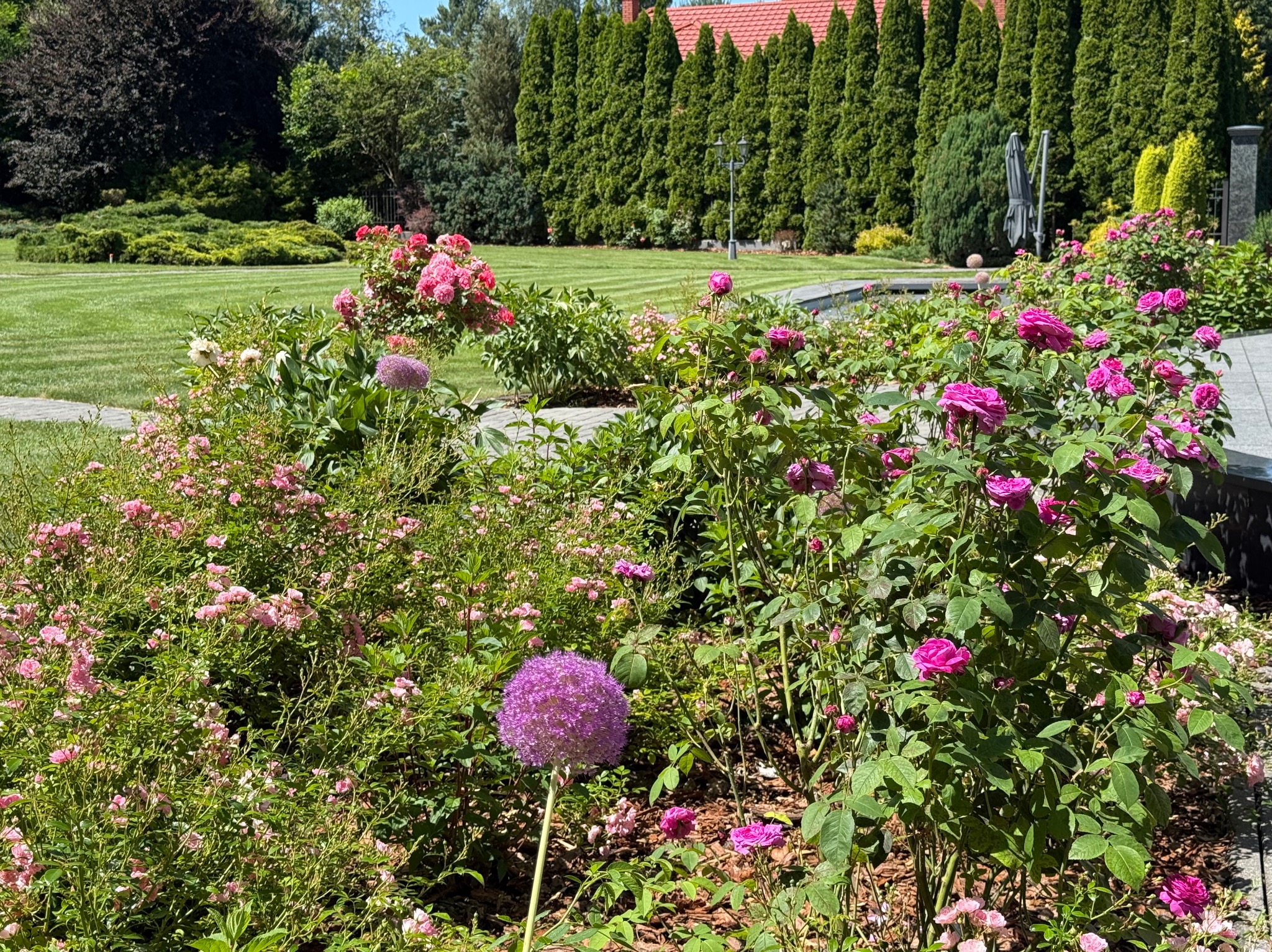 Kwitnący ogród z różami i ozdobnymi czosnkami na pierwszym planie, w tle równo przystrzyżony trawnik i szpaler wysokich tuj.