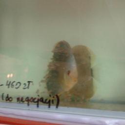 Salon Zoologiczno-Akwarystyczny,Wędkarstwo-PIRAT,PALETKI,NEON