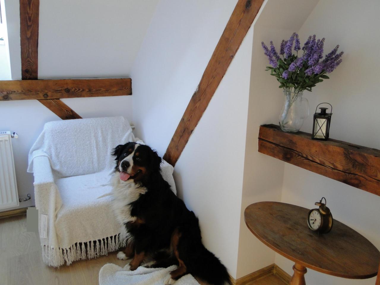 Jasne poddasze z drewnianymi belkami: pies rasy berneński pies pasterski siedzi obok białego fotela, kwiaty w wazonie, drewniany stolik z zegarem.