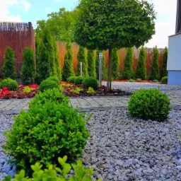 Starannie zaprojektowany ogród z kulistymi krzewami bukszpanu, ścieżką z kostki brukowej, ozdobnymi kamieniami i wysokimi tujami w tle, oddzielony od sąsiadów bambusowym płotem.