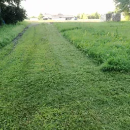 Świeżo skoszona trawa na długim pasie łąki, widoczny kontrast z niekoszoną częścią po prawej stronie, w tle budynki gospodarcze i drzewa.