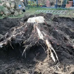 Karczowanie terenu- mechaniczne -fizyczne