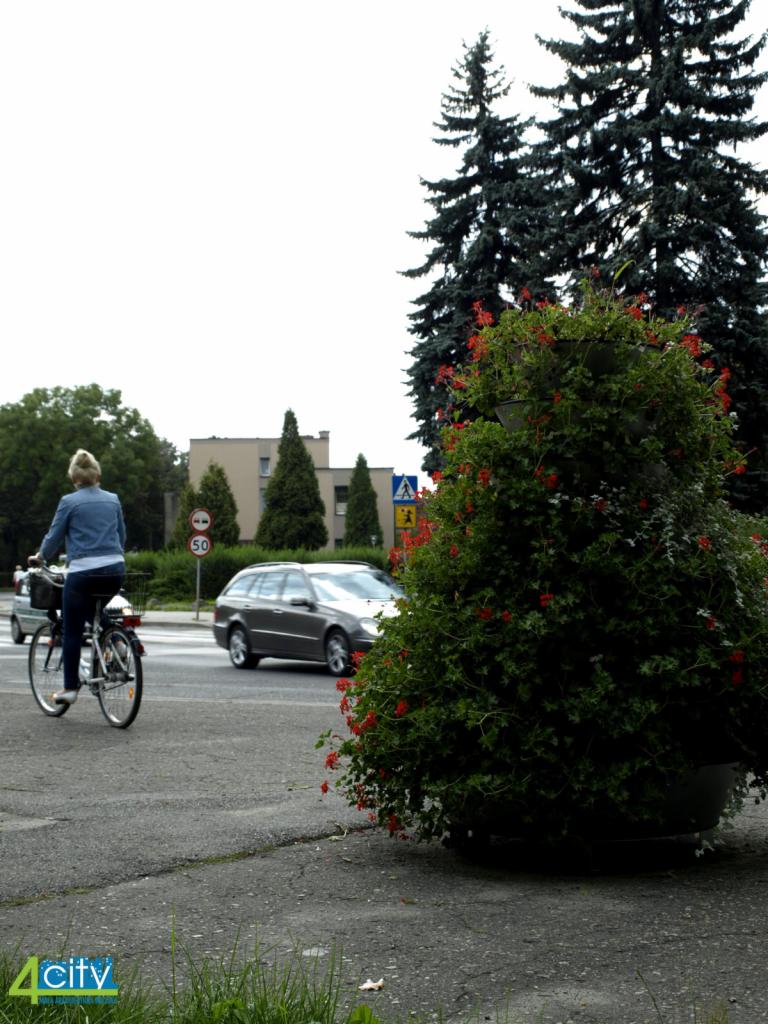 Duży kwietnik miejski z czerwonymi kwiatami na tle ulicy, rowerzystka i samochód w tle.