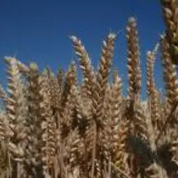 Pszenica ARABELLA przewódka