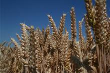 Pszenica ARABELLA przewódka