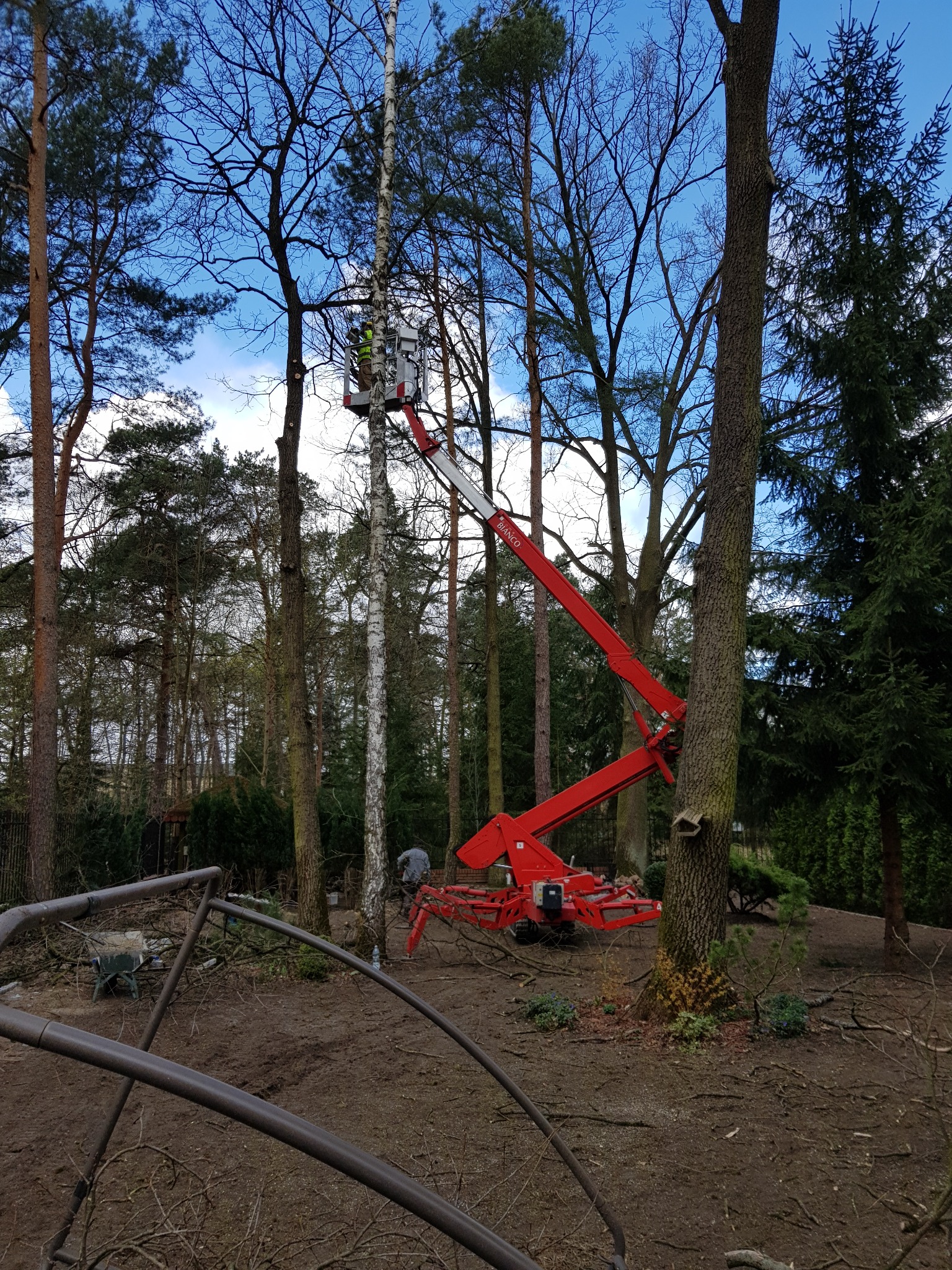 Wycinka brzozy z użyciem czerwonego podnośnika koszowego na tle lasu mieszanego i błękitnego nieba.