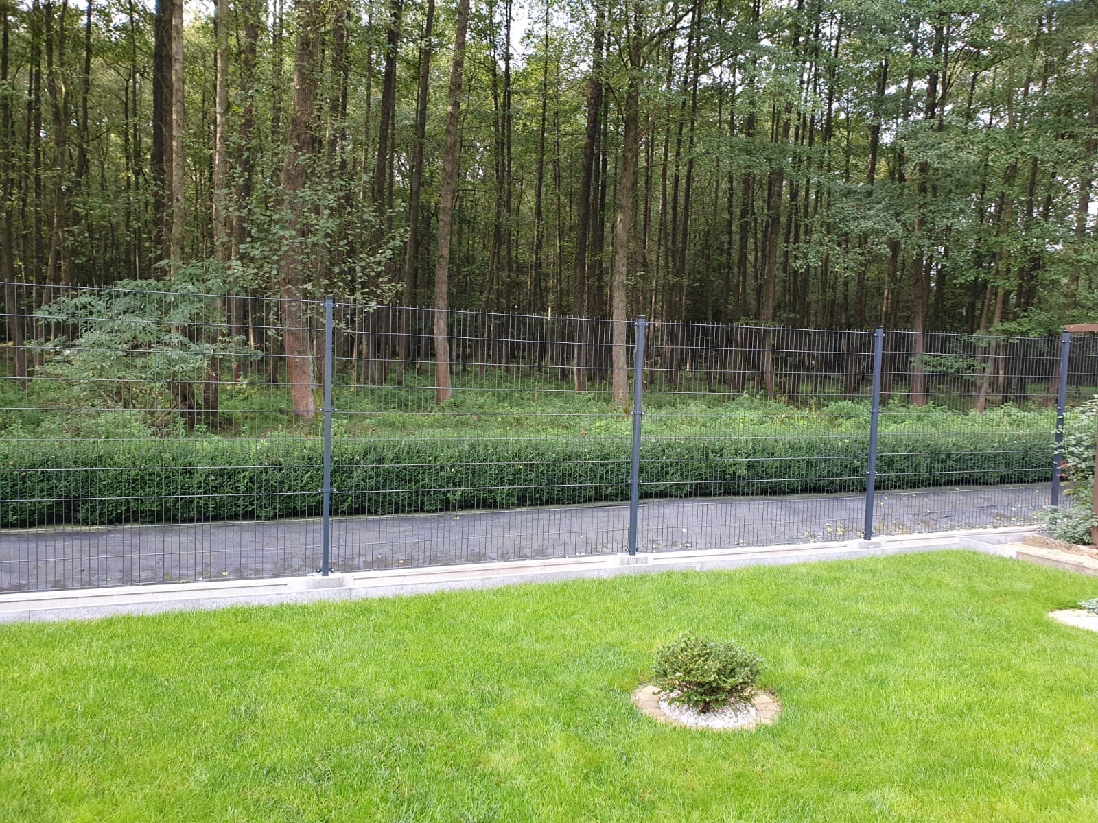 Szary panelowy system ogrodzeniowy z podmurówką, widoczny z perspektywy trawnika z małym krzewem, z lasem w tle.