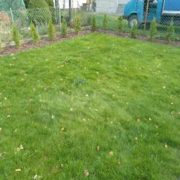 Świeżo skoszony trawnik z młodymi tujami posadzonymi wzdłuż ogrodzenia, widoczny fragment niebieskiego samochodu dostawczego w tle.