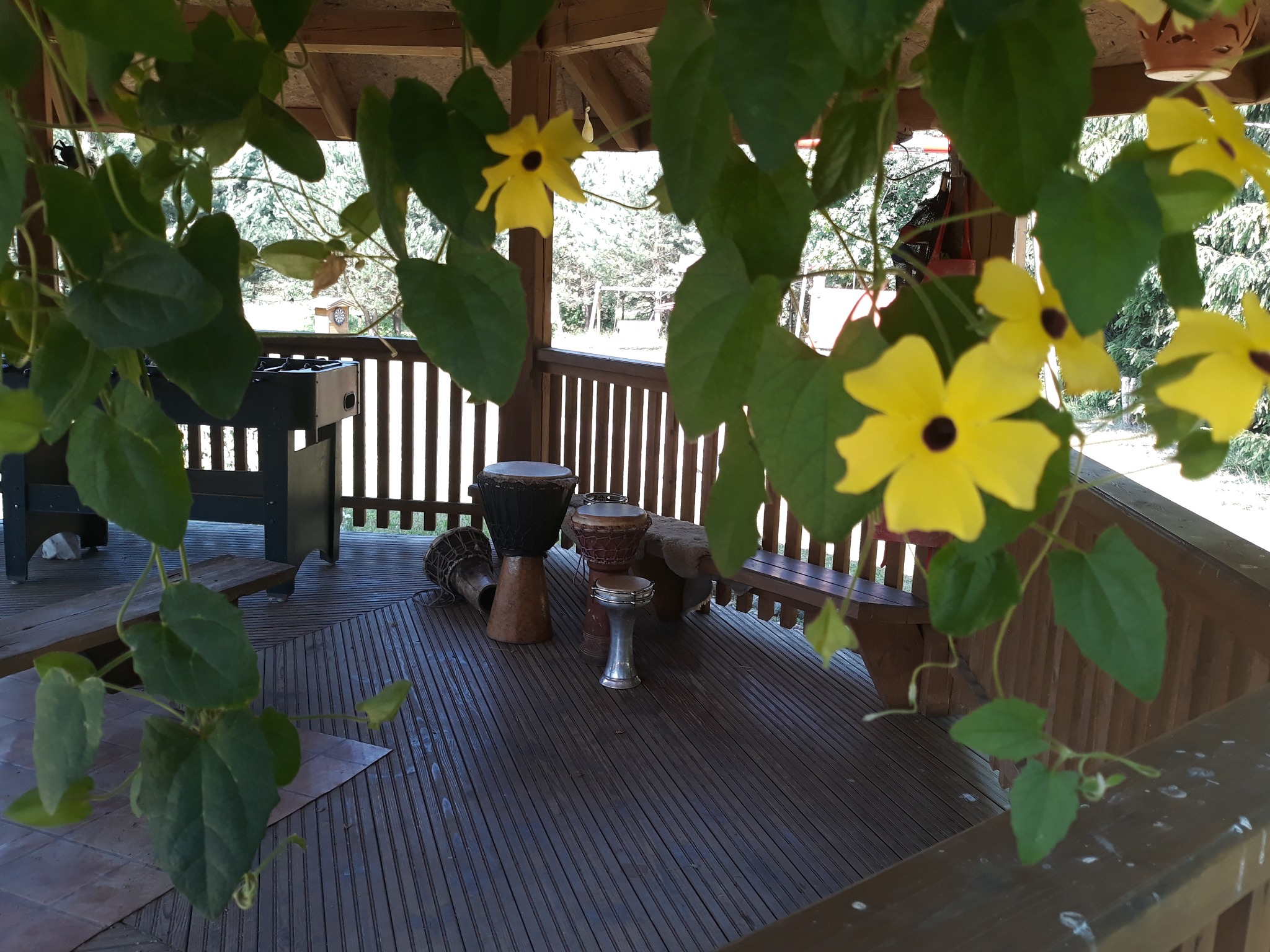 Drewniana wiata z podłogą z desek, widoczne bębny afrykańskie, stół do piłkarzyków i żółte kwiaty tunbergii oskrzydlonej