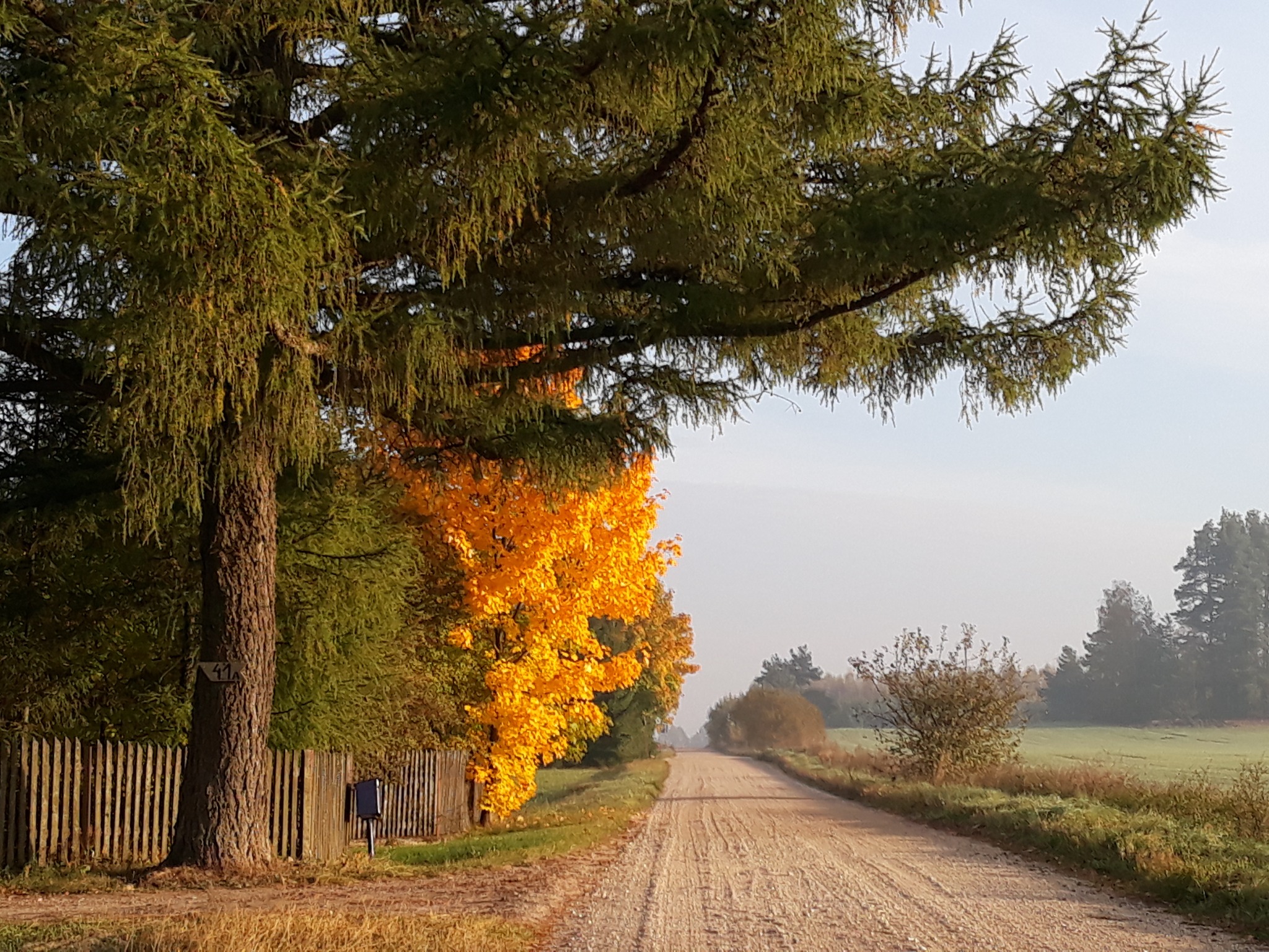 Jesienna droga gruntowa z rzędem drzew o żółtych liściach po lewej stronie i zielonymi polami po prawej, widoczny drewniany płot i skrzynka pocztowa.