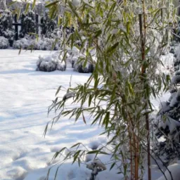 Bambus w ogrodzie pokrytym śniegiem i szronem w zimowy dzień, z widocznymi śladami stóp na śniegu i zabudową w tle.
