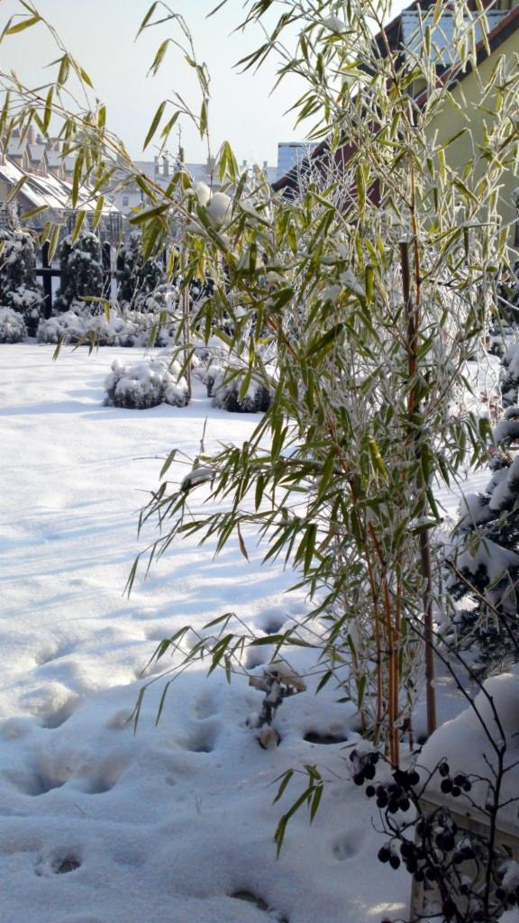 Bambus w ogrodzie pokrytym śniegiem i szronem w zimowy dzień, z widocznymi śladami stóp na śniegu i zabudową w tle.