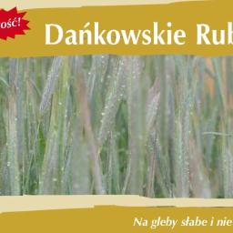 Kwalifikowane nasiona siewne żyto ozime Dańkowskie Rubin C1