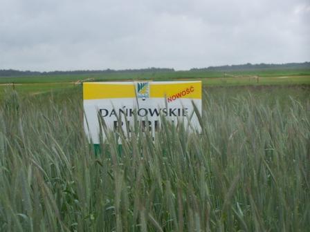 Pole z młodym, zielonym żytem, w tle tablica informacyjna z napisem 'Dańkowskie Rubin' i oznaczeniem 'Nowość'.