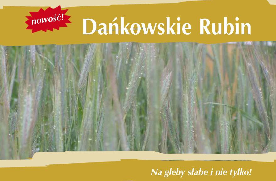 Kłosy żyta ozimego Dańkowskie Rubin z kroplami rosy na zielonych źdźbłach, na górze i na dole grafika z napisem informacyjnym.