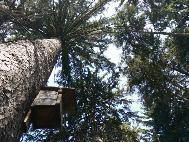 Inwentaryzacje terenów zieleni