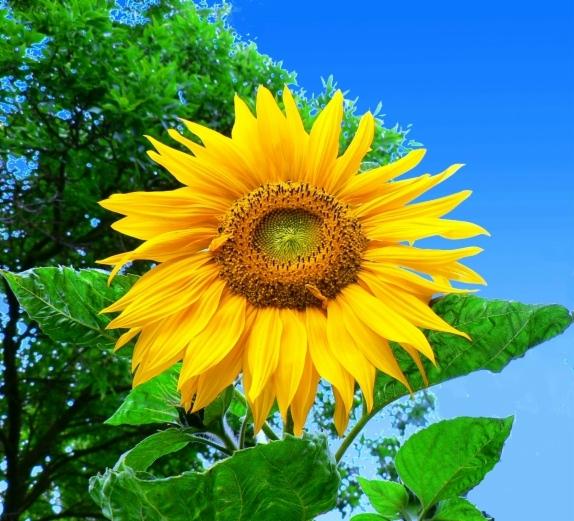 Sprzedam Ruf, Nestro, Pini, Pellet, Węgiel Drzewny