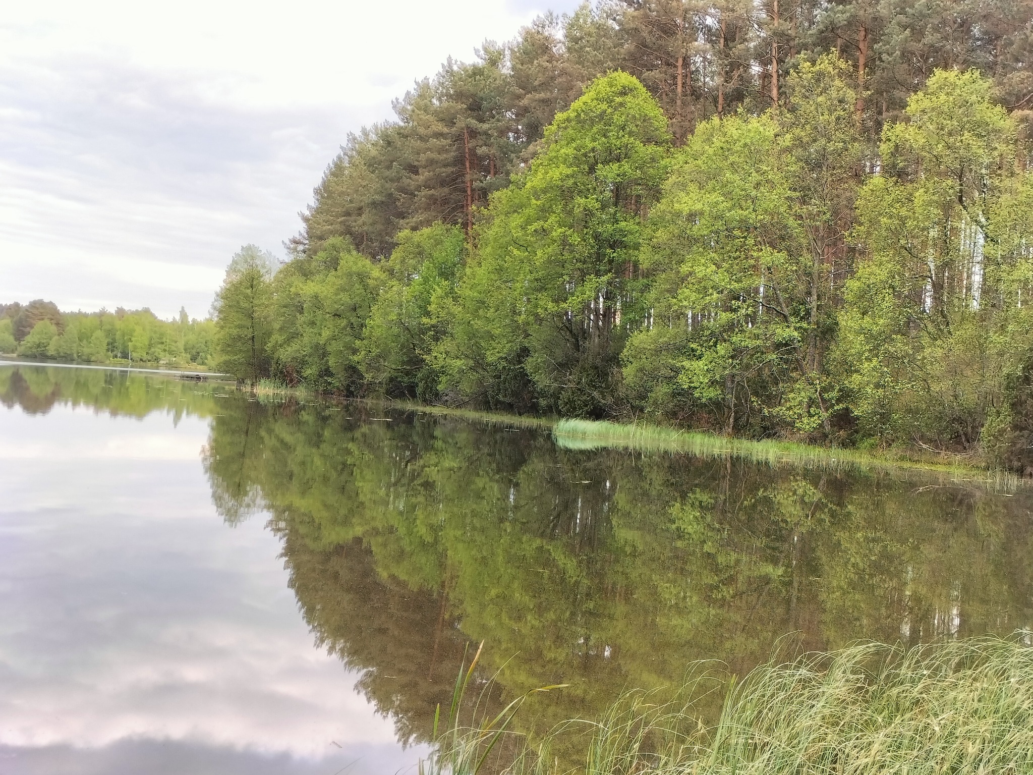 Spokojne jezioro otoczone lasem iglastym i liściastym, z wyraźnym odbiciem drzew w wodzie. Delikatne chmury na niebie. W tle widoczne trawy.