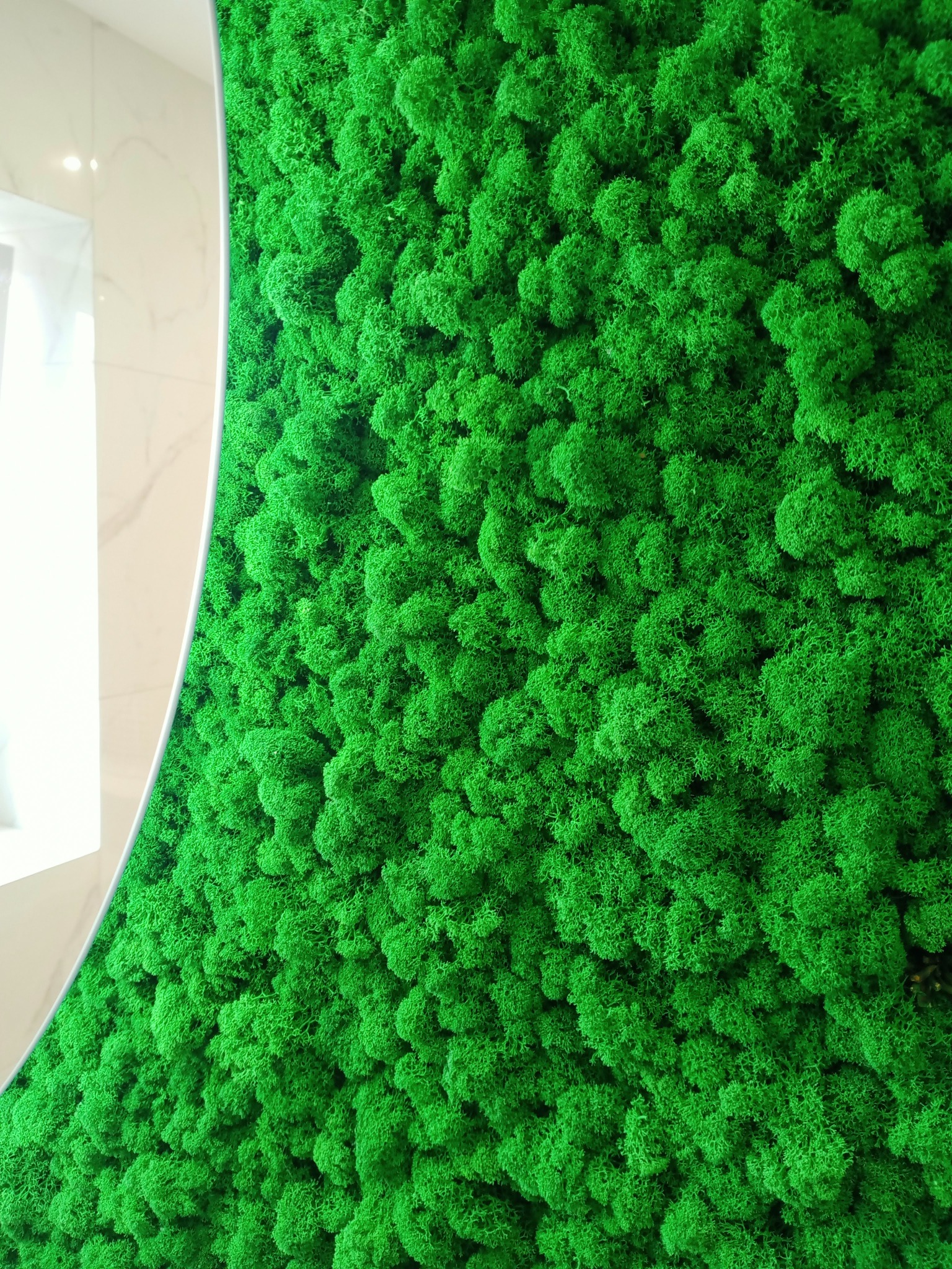 Ściana pokryta dekoracyjnym mchem chrobotkiem reniferowym w intensywnym odcieniu zieleni, obok fragmentu białej, marmurowej ściany z oświetleniem.