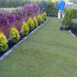 Zadbany ogród w Wierzchowie: równo skoszona trawa, rząd młodych drzewek iglastych i kwietnik z fioletowymi kwiatami. Prace ogrodnicze w toku.