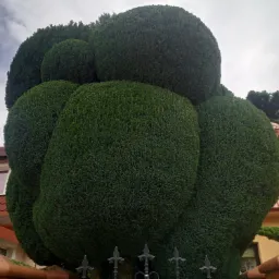 Fantazyjnie przycięty, duży krzew iglasty w kształcie kilku kul, widoczny zza metalowego ogrodzenia na tle domu z pomarańczową dachówką.