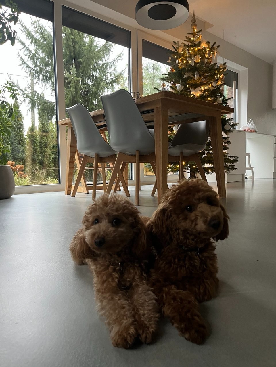 Dwa urocze pudle miniaturowe leżą na szarym balkonie z widokiem na świąteczne drzewko i stół z krzesłami, tworząc przytulną atmosferę.