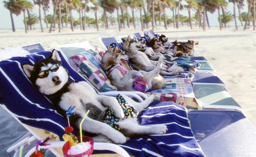Rząd psów rasy husky w okularach przeciwsłonecznych relaksujących się na leżakach plażowych z drinkami, na tle palm i piaszczystej plaży.