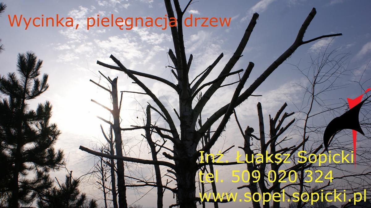 Pielęgnacja i wycinka drzew.