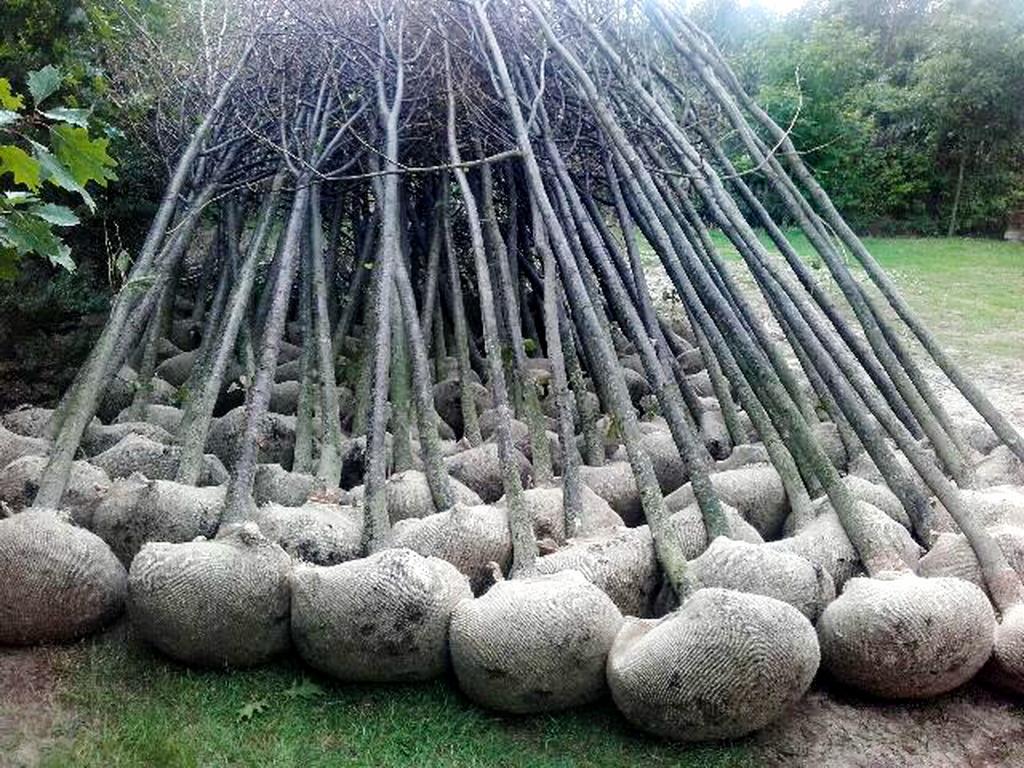 Lipa drobnolistna, tilia cordata.