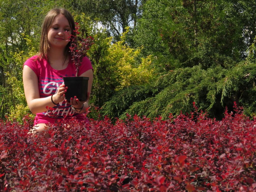 Żywopłot kolczasty. Berberys Thunberga czerwony. Sadzonki w donicach.