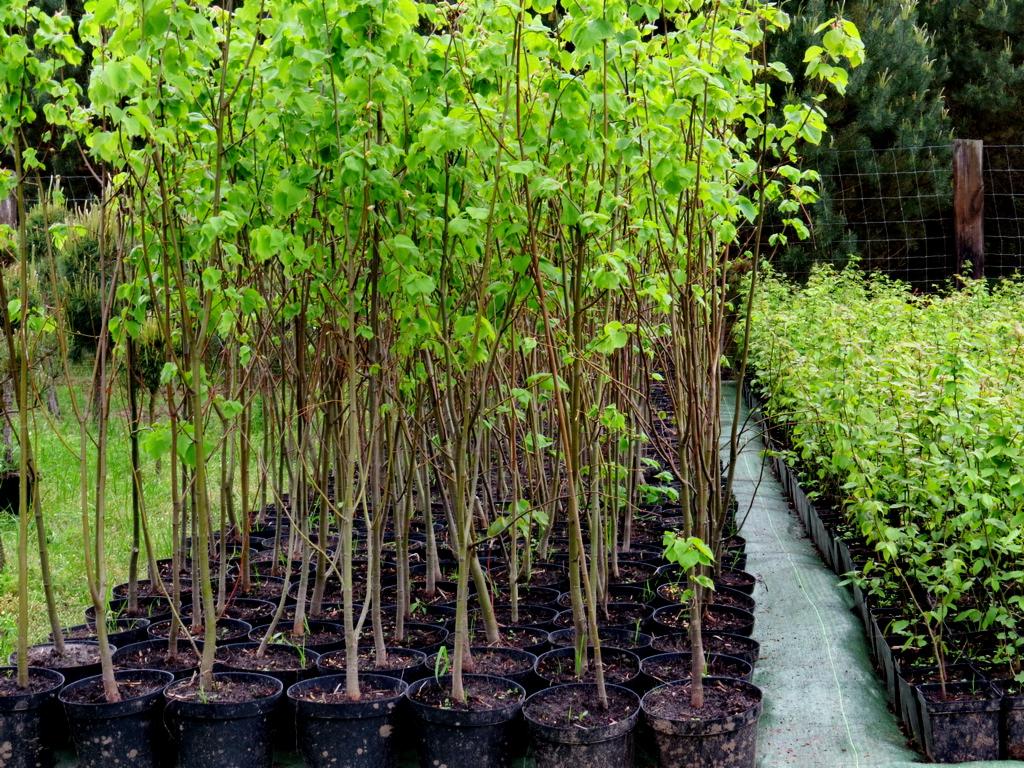 Rząd sadzonek lipy drobnolistnej w czarnych doniczkach, widoczne młode liście, tło z zielenią i siatką ogrodzeniową.