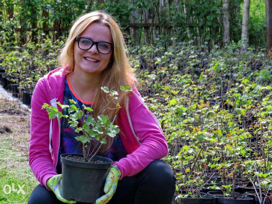 Sadzonki kaliny. Viburnum opulus. Kalina koralowa 30 cm w doniczkach.
