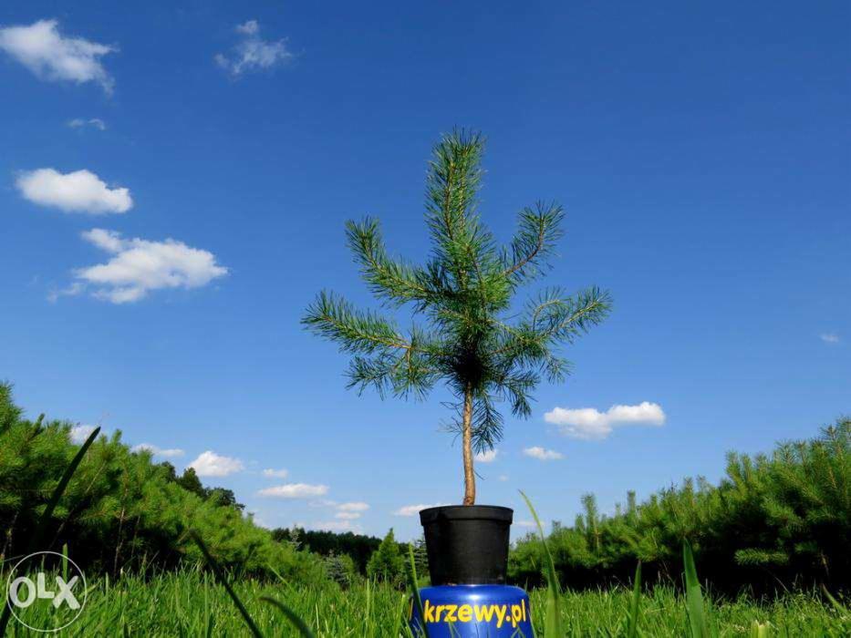 Sosna zwyczajna 80-100 cm, 5 letnia. Sadzonki sosny w donicach 2-3 l.