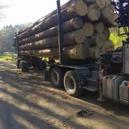 Ciężarówka z naczepą załadowana okrąglakami drewna sosnowego, widoczna na leśnej drodze w słoneczny dzień.