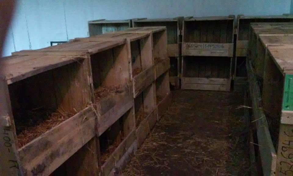 Rzędy drewnianych gniazd z sianem w słabo oświetlonym pomieszczeniu. Widoczne numery i napisy na konstrukcjach. Perspektywa z dołu ukazuje głębię i układ gniazd.