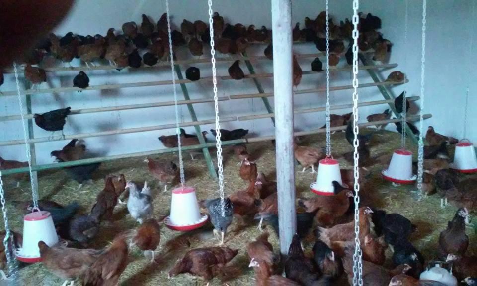 Kurnik z kurami różnych ras na grzędach i ściółce. Widoczne karmniki wiszące na łańcuchach. Ujęcie z bliska na hodowlę drobiu w pomieszczeniu.