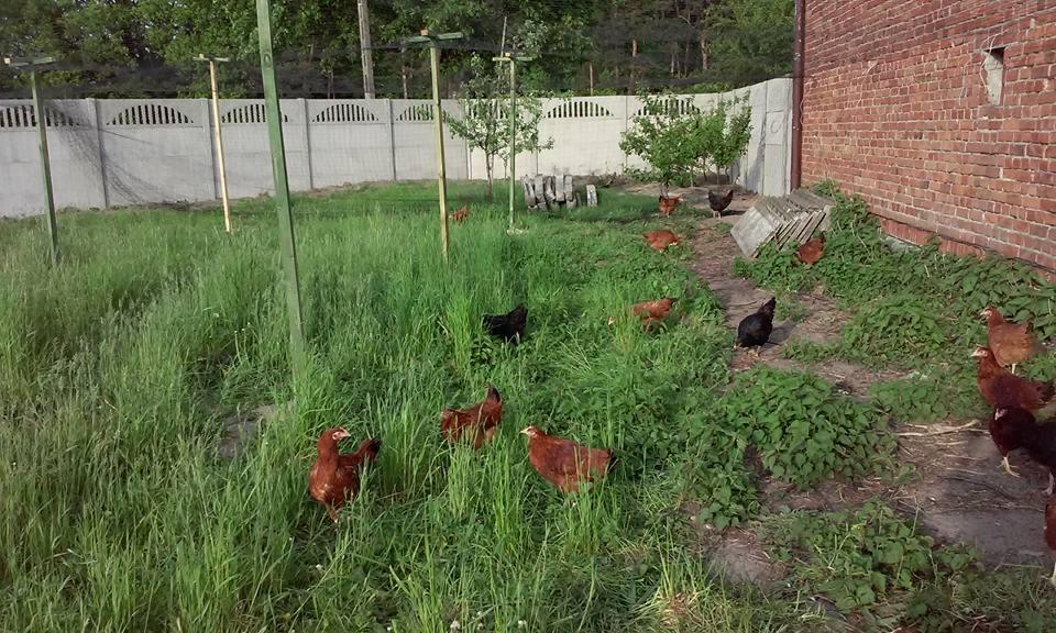 Kury na zielonym wybiegu z wysoką trawą i betonowym ogrodzeniem w tle, obok ceglanego budynku. Ptactwo domowe na wolnym wybiegu.