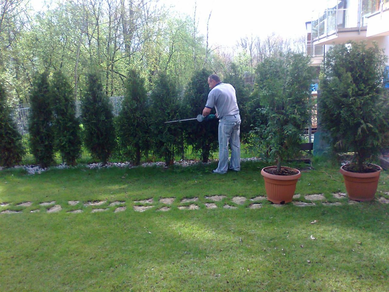 Mężczyzna w szarym t-shircie i jeansach przycina żywopłot z tui za pomocą elektrycznych nożyc; w tle trawnik z kamienną ścieżką i budynek z balkonami.