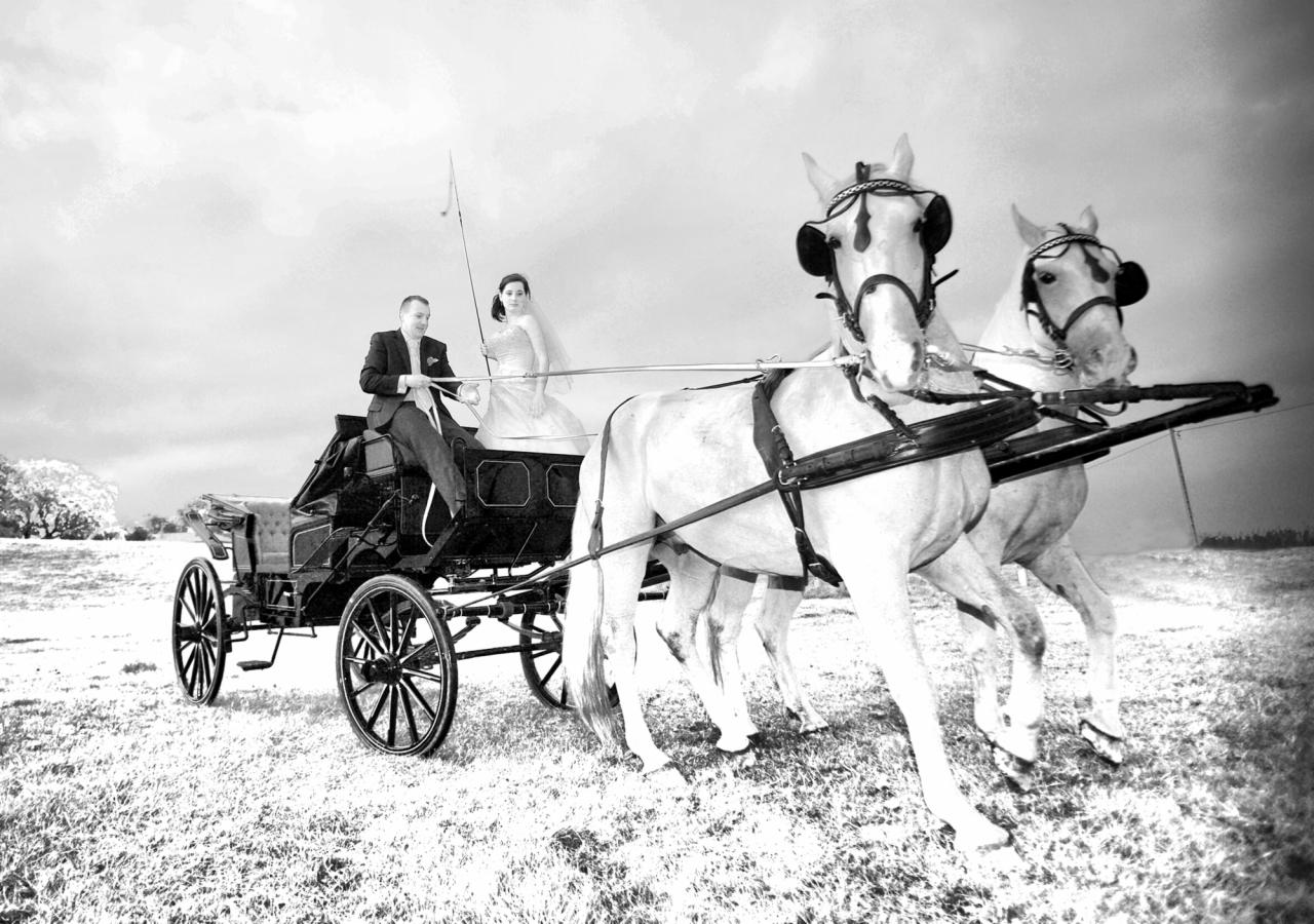Para młoda w czarno-białej sesji zdjęciowej, jadąca bryczką zaprzężoną w dwa białe konie, z wyraźnym pierwszym planem koni i rozmytym tłem łąki i nieba.