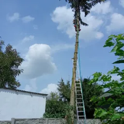 Arborysta na wysokiej sośnie podczas przycinania gałęzi, zabezpieczony linami i z drabiną opartą o pień, na tle błękitnego nieba z chmurami.