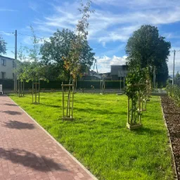 Świeżo założony trawnik z młodymi drzewkami zabezpieczonymi drewnianymi konstrukcjami, widok z perspektywy chodnika z czerwonej kostki brukowej, w tle budynki mieszkalne pod błękitnym niebem.