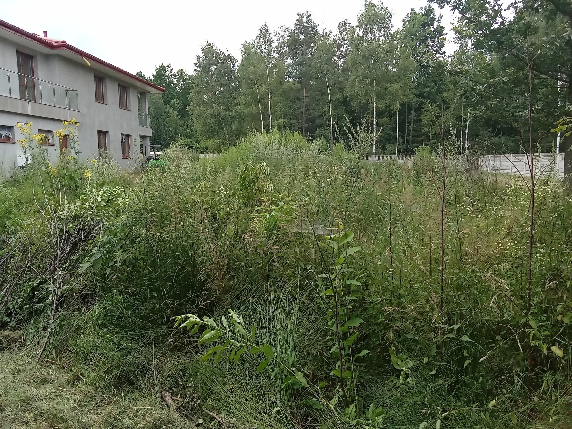 Zarośnięta działka z wysoką trawą i chwastami przed nowym domem w stylu nowoczesnym, widoczny fragment ogrodzenia i drzewa w tle, częściowo skoszona trawa w dolnej części kadru.